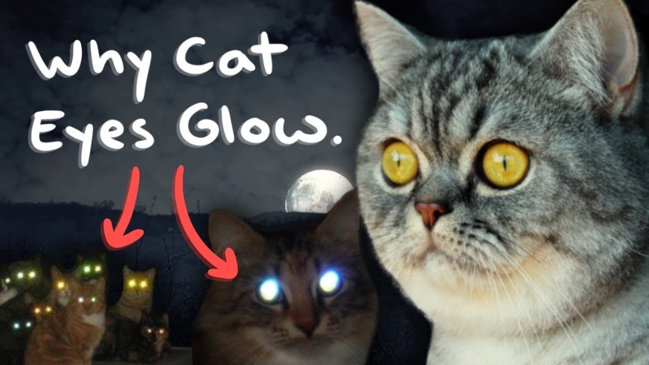 Why Cat Eyes  Glow  in the Dark  YouTube