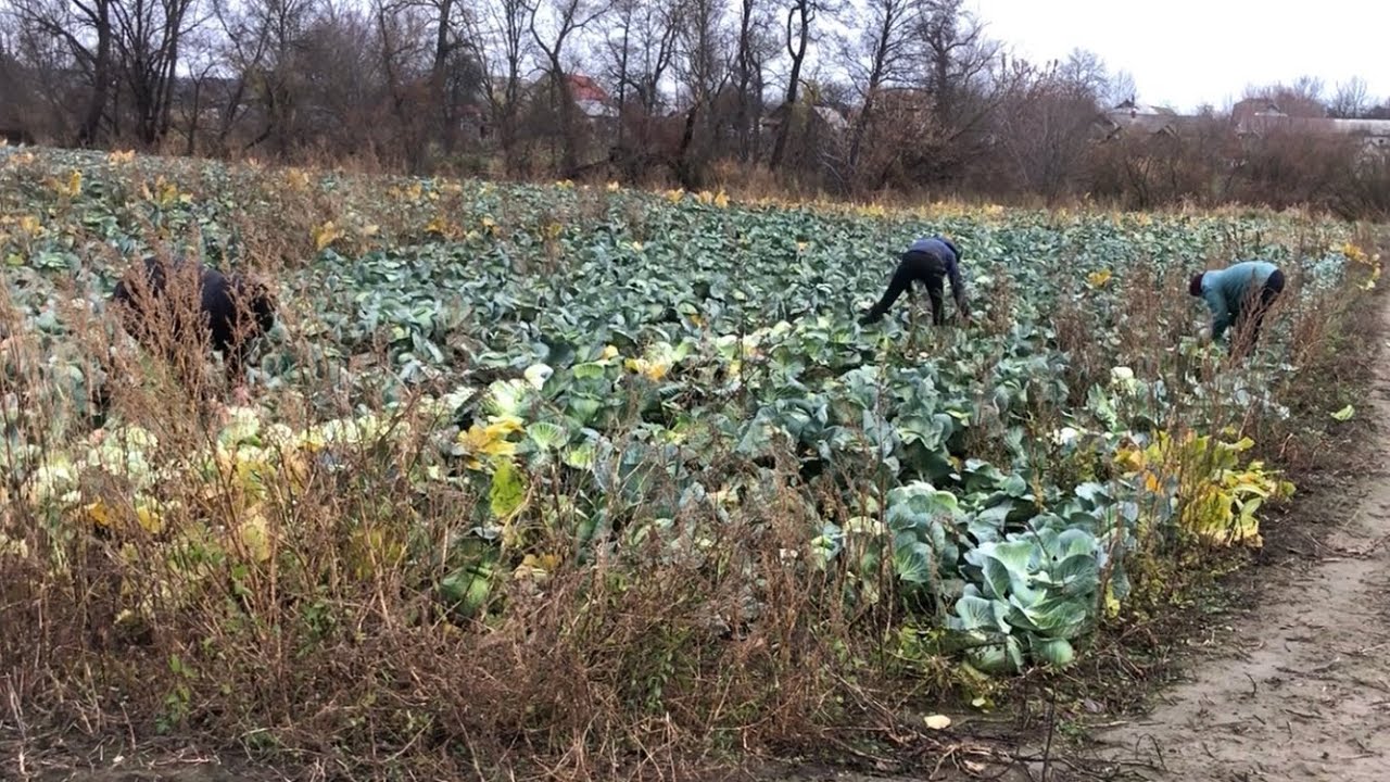 Капуста агресор. Ріжем на сховище, цікаві події зняв на камеру 
