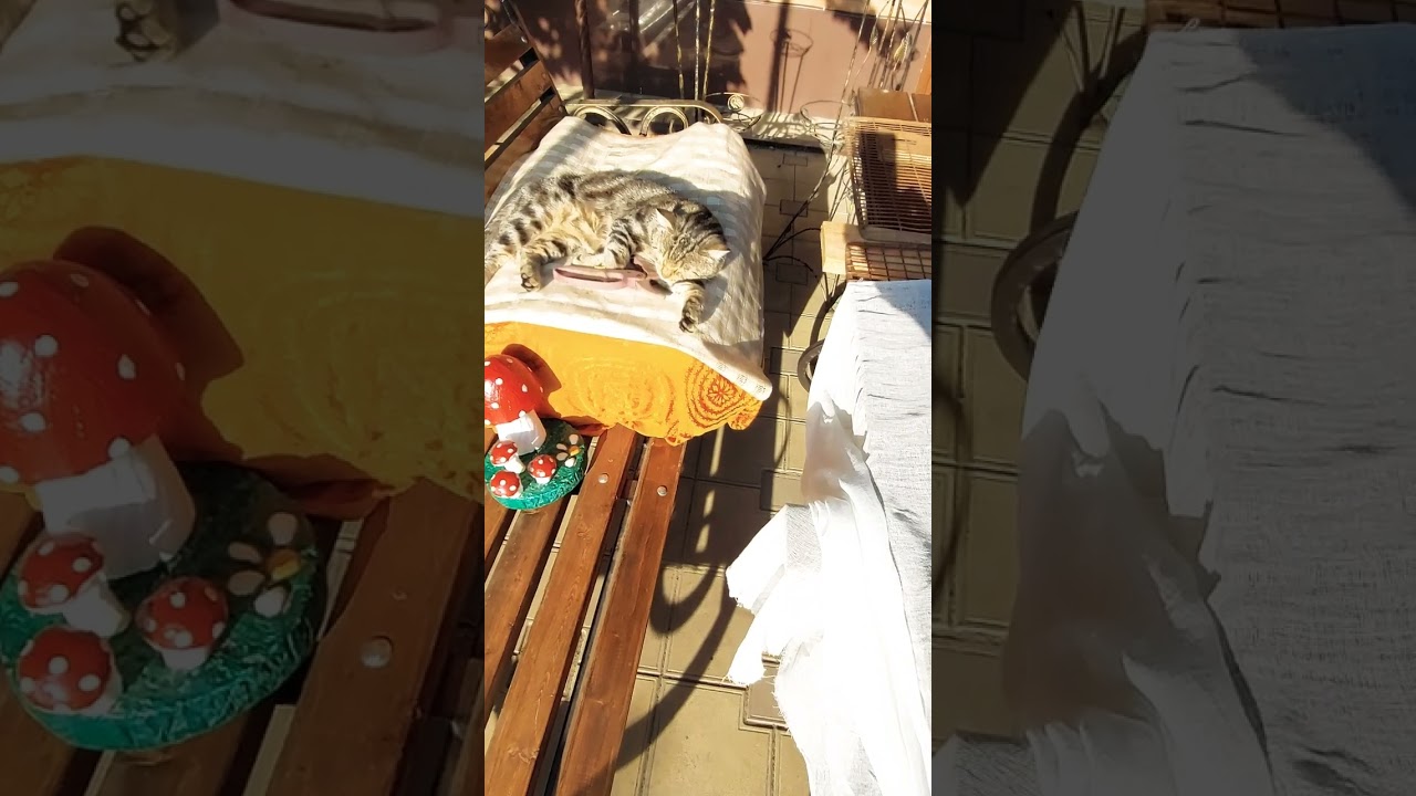Без кота и жизнь не та! Милота! 💗💗💗 #shorts#status#love#cat#кот#барсик#жизнь#любовь#релакс#добро#мир