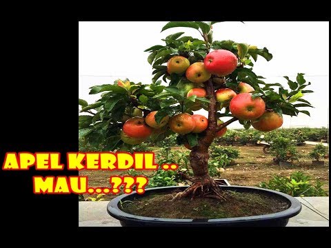 Video: Cara Penyediaan Untuk Menanam Dan Menanam Pokok Epal Dan Pir Dengan Betul - 1