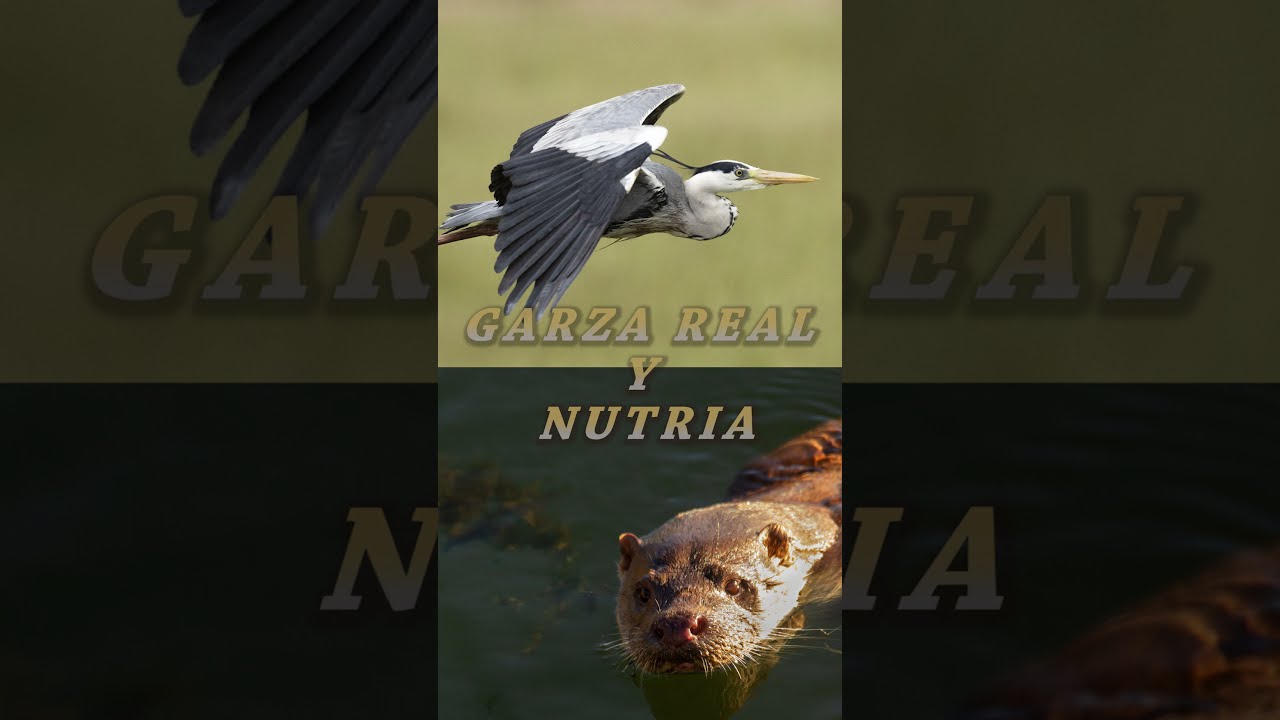 😱 🦦 NUTRIA asusta a una GARZA REAL 😍 Gray Heron and Otter