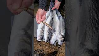 MEGABASS FLATBACKER 110 #seabass #pesca #spigola #capturaysuelta #megabasslures #lubina #duojpn