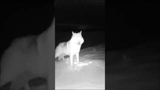 Newfoundland Labrador Wolf on Curtis Cam 2024, #hunting