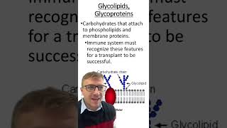 Glycolipid Vs. Glycoprotein