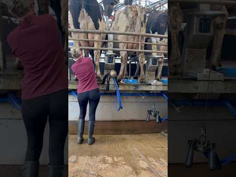 🎥 My First Time Milking on a Rotary Parlour! | Dairy Farm Life as a Beginner