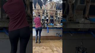 My First Time Milking On A Rotary Parlour Dairy Farm Life As A Beginner