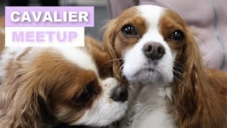 We had a cavalier king charles meetup! herky and milton went to
toronto meet up with our friends! if you wonder what heaven is like,
t...