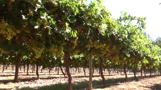 Table grape canopy management