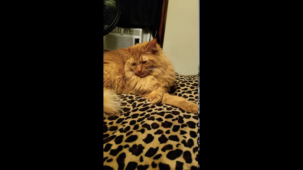 Cats love ice cream YouTube