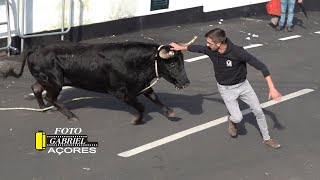 Tourada à Corda,Espigão Posto Santo 23 Maio 2023 -E.R.- A.L.F.