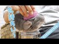 そんなに変わるの！？ブラシを変えたらチンチラのもっふもふの毛がごっそり抜けた！Funny and Cute Chinchilla