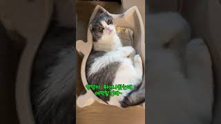 Ep.8 집사가 고양이를 과소평가했네... |  #shorts #고양이#고양이일상 #고양이영상 #고양이집사  #cat #catshorts