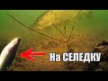 Рыбалка🎣 ЗРЕЛИЩНЫЕ ПОКЛЕВКИ ГИГАНТСКИХ ЩУК на СЕЛЕДКУ. Подводная съемка. Супер трофей.