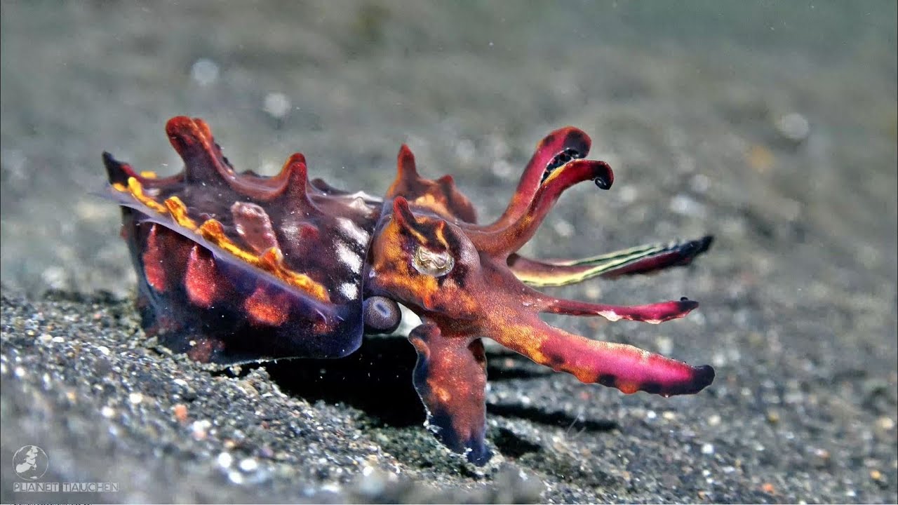 Diving with Critters at Lembeh Resort -  Indonesia North Sulawesi