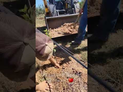 Video: Ābeles stādīšana rudenī priekšpilsētā. Pundurābeles Maskavas reģionam: šķirnes