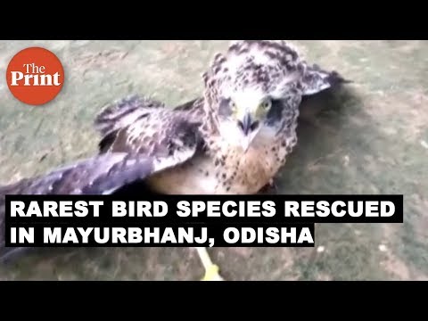 Philippine Eagle, a rare bird species, rescued in Mayurbhanj, Odisha