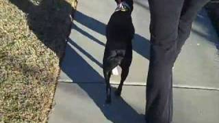 Bailey (Boston Terrier) walking before luxating patella surgery.