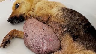 After being abandoned in a ditch, a dog with a 7-pound tumor received assistance and had it removed