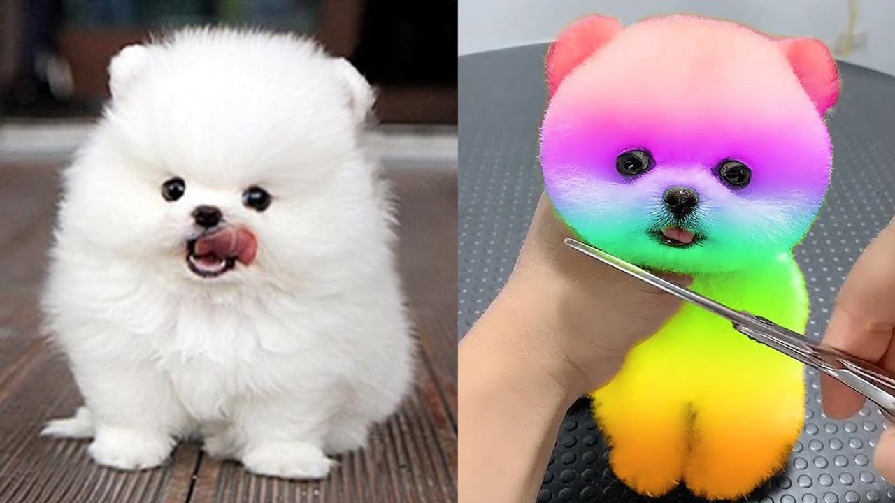 Top 50 most adorable cute dogs pomeranian pics and videos