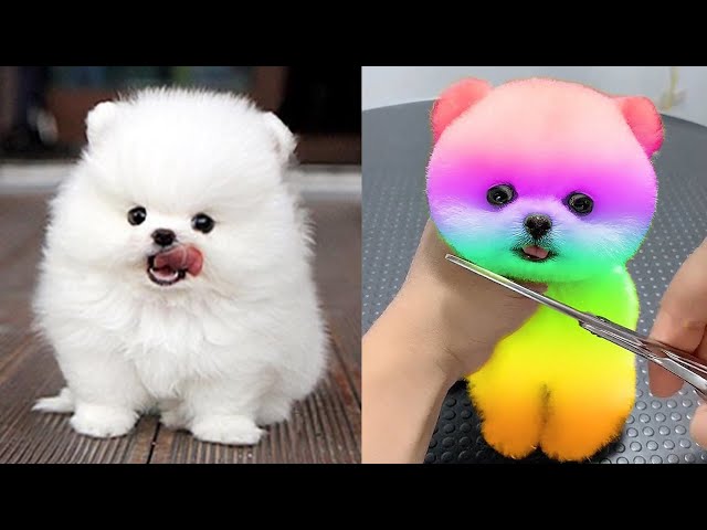 Funny and Cute Pomeranian Videos #4 | Cutest Puppies - YouTube
