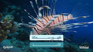 لماذا كثرت التحذيرات بعد ظهور سمكة الأسد في الساحل السوري؟