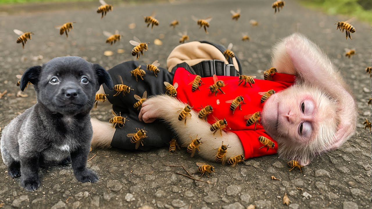Horror story: Baby monkey Molly is attacked by bees