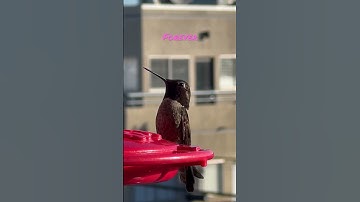 Feeding Hummingbirds Can Turn Into an Unforgettable Adventure!