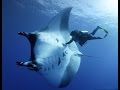 Stingrays and dolphins.  Beautiful dive.