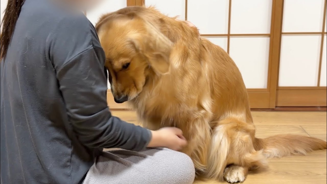 怒られて反省したフリをしている犬がコチラです...w【ゴールデンレトリバー・ボーダーコリー】