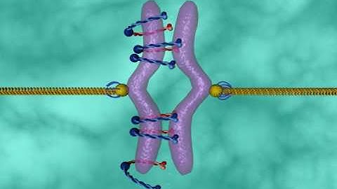 Biorientation and sepration.mov