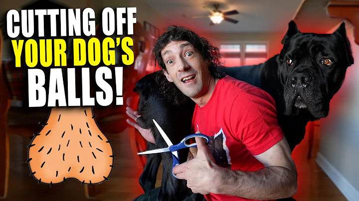 Dangers of Neuter & Spay on a Cane Corso? What SCI...