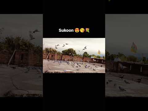 😍🤗 #sukoonvibes #birdslover