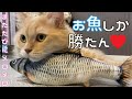 驚くほど猫が食いつく魚のけりぐるみ【猫おもちゃレビュー】