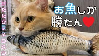 驚くほど猫が食いつく魚のけりぐるみ【猫おもちゃレビュー】