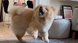 Chow Chow Funny Moment | funny Dog action Playing