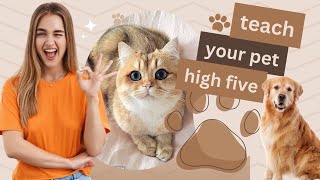 teaching tricks: how to teach your pet high five ?
