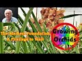 A visit to the mathers foundation orchid glasshouses