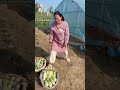 The melons are really amazing #shortvideo #farming #youtubeshorts