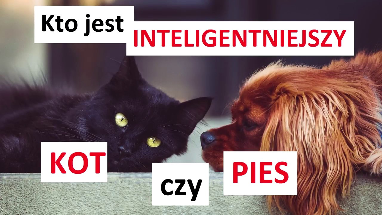 Kto Jest Inteligentniejszy Mądrzejszy Pies Czy Kot Youtube