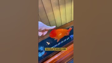 The truth about goldfish memory! #goldfish #facts #shorts