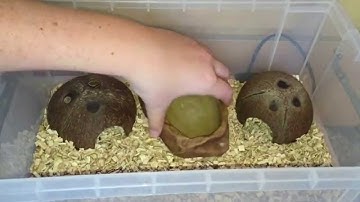 Hatchling Royal Python Setup!