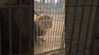 Как обновляют зоопарки в Крыму. Хорошо, но мало