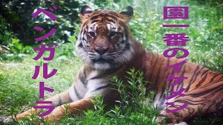 【おうちDeとくしま動物園】第12回 ベンガルトラのルパン