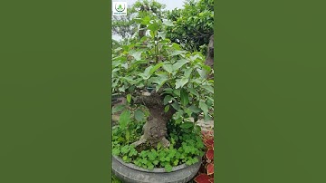 Sung Cảnh Bonsai Sân Vườn Vừa Thơm Vừa Đẹp Tại An Khánh Hoài Đức Hà Nội