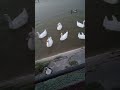 Hungry ducks 🦢🦤🦆finally catch me for food