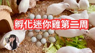 【護髮帽孵小雞】蘆丁雞孵化第二周第10天照蛋及踩水測試療癒系列影片寵妃嘉嘉