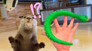 An otter and a cat move lively against an all too realistic snake!