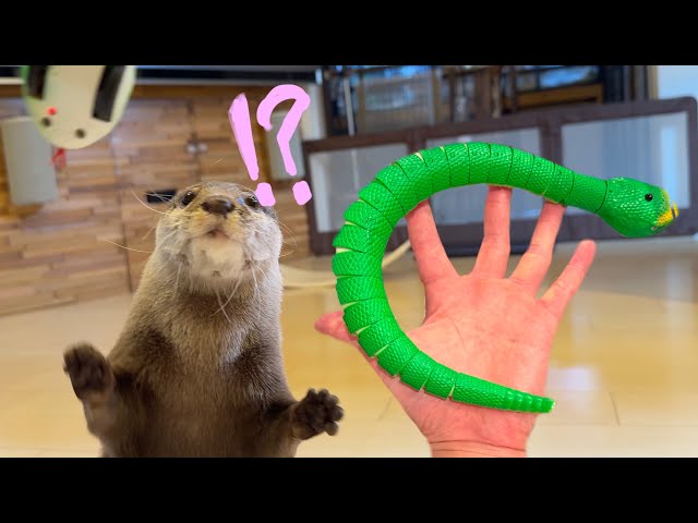 An otter and a cat move lively against an all too realistic snake! class=