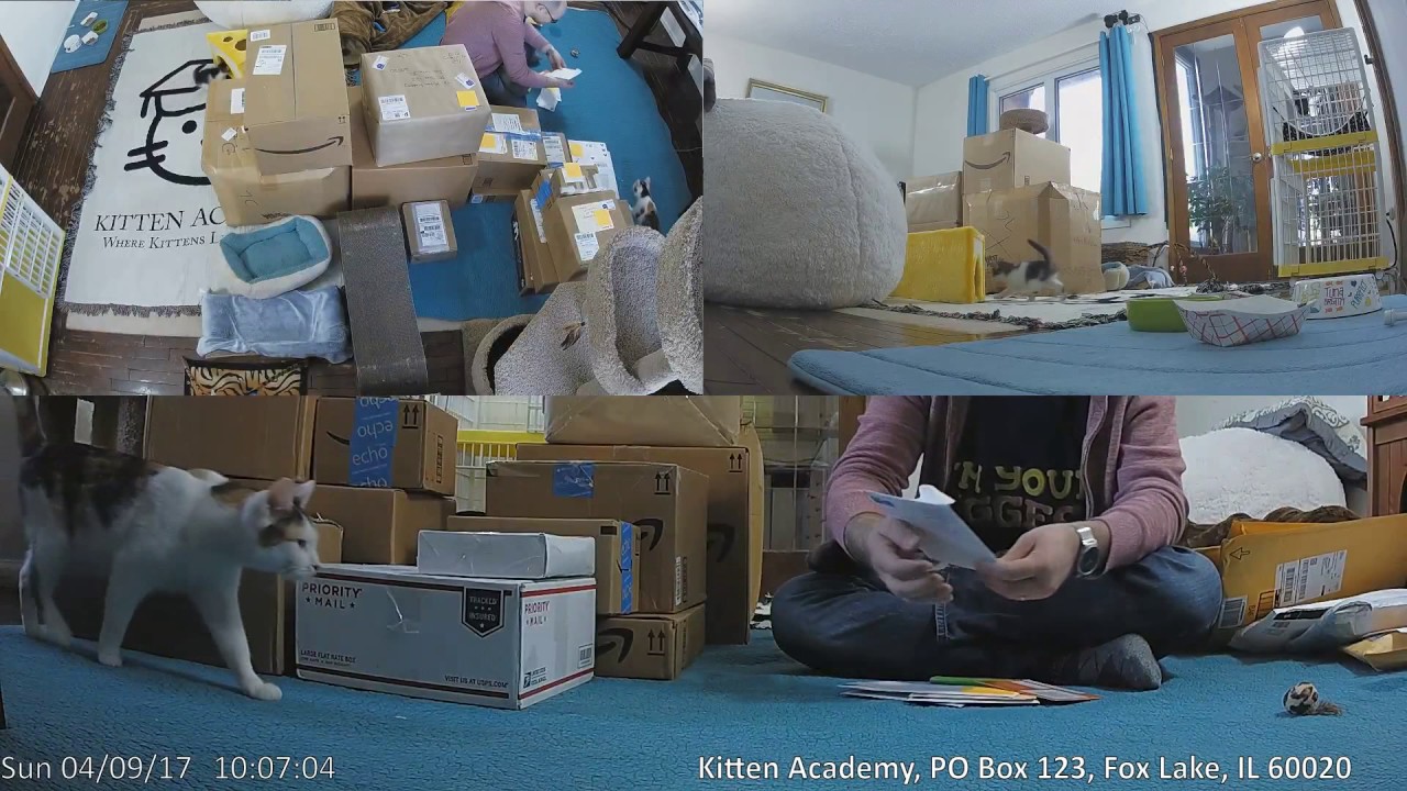 cats inn Mailbag + Unboxing - 2017-04-09: Cat Farts, A Door Bell, My Little Pony!