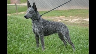 Australian Stumpy Tail Cattle Dog by Happy Puppy 5,829 views 5 years ago 2 minutes, 43 seconds